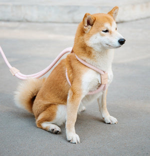 Discover the Perfect Blend of Style and Functionality with Our Integrated Round Rope Dog Leash