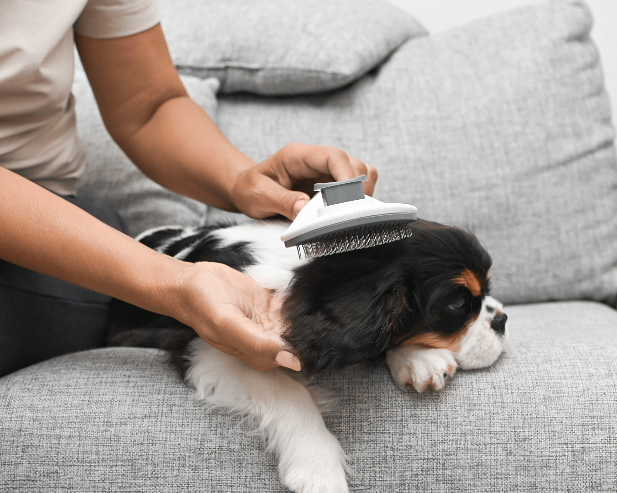 Essential Grooming Tools For Pets