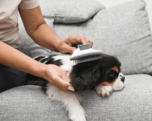 Essential Grooming Tools For Pets