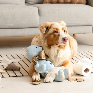 Fun And Engaging Pet Toys
