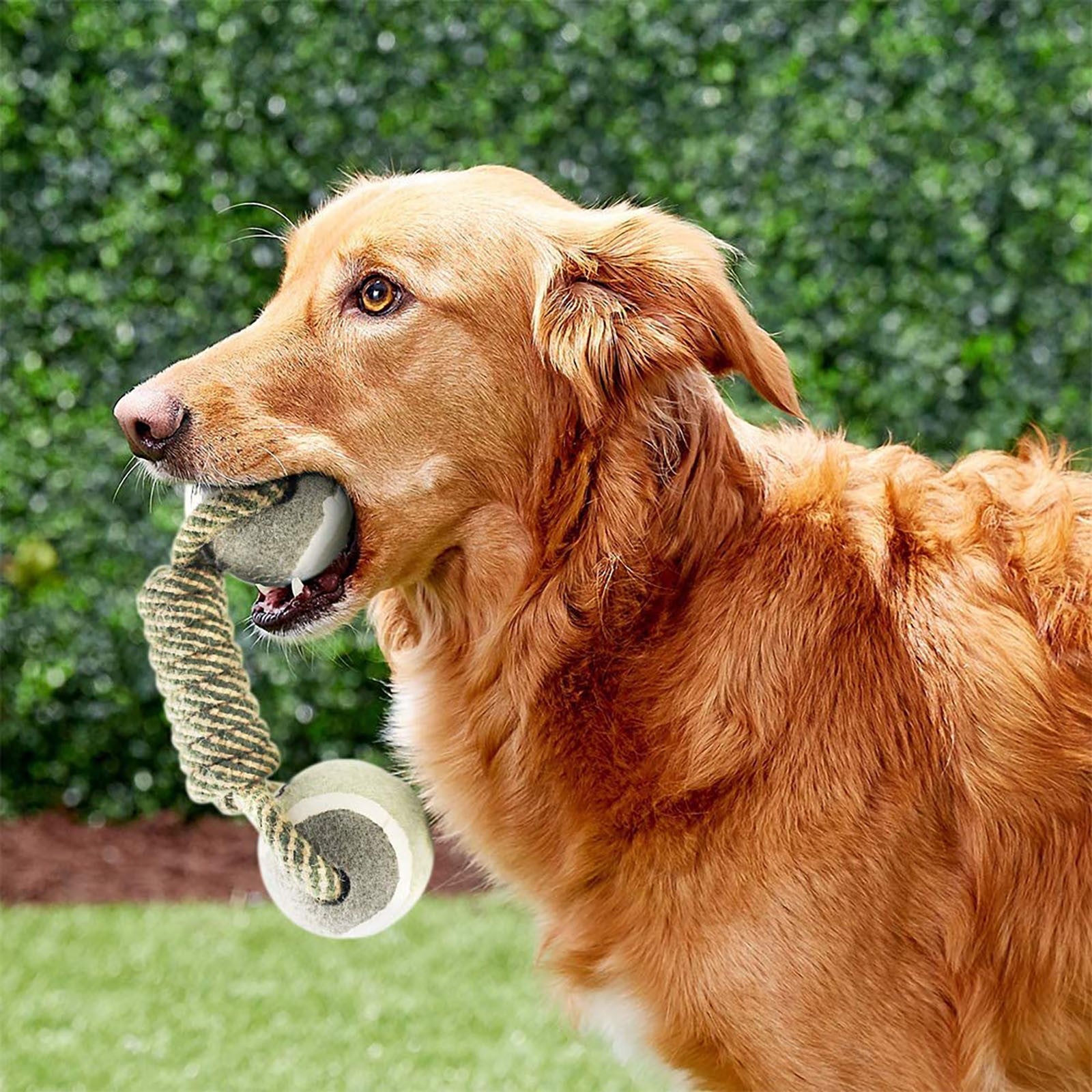 Pet Interactive Cotton Rope Mini Dog Toys